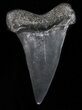 Fossil Mako Shark Tooth - Georgia #40658-1